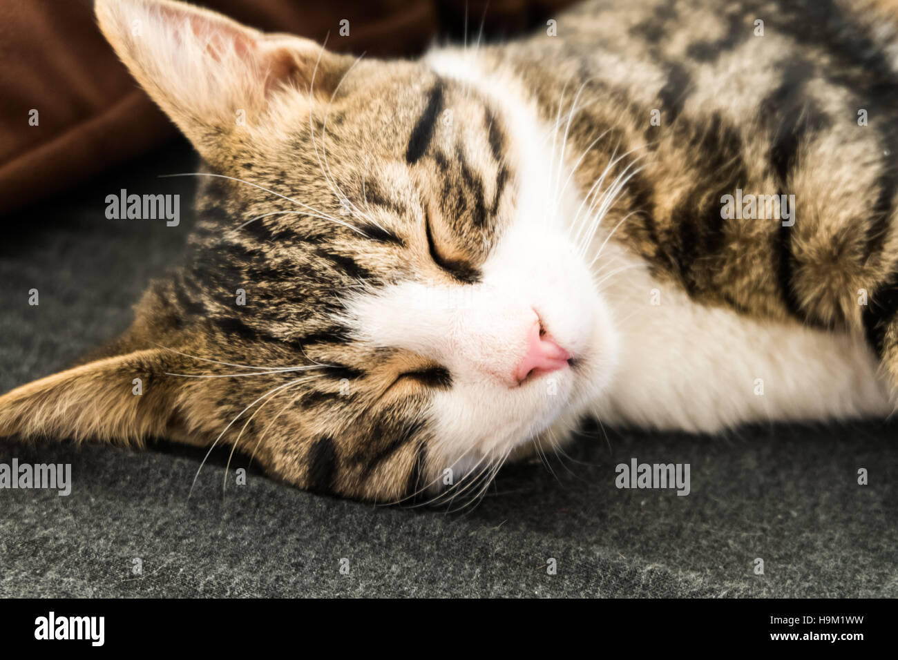 Blanco y negro gato negro durmiendo en un sofá. Perezoso y somnoliento concepto Foto de stock