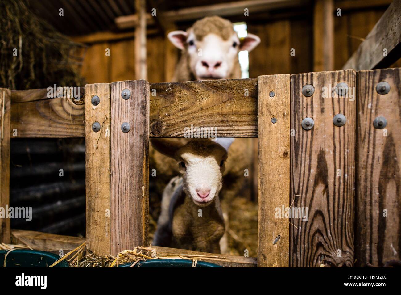 Una oveja y su cordero viejo de unos días en la parición derramada en el Olde House, Capilla ambladura, Cornwall, donde suaves temperaturas permiten una segunda temporada de parición en noviembre y diciembre. Foto de stock