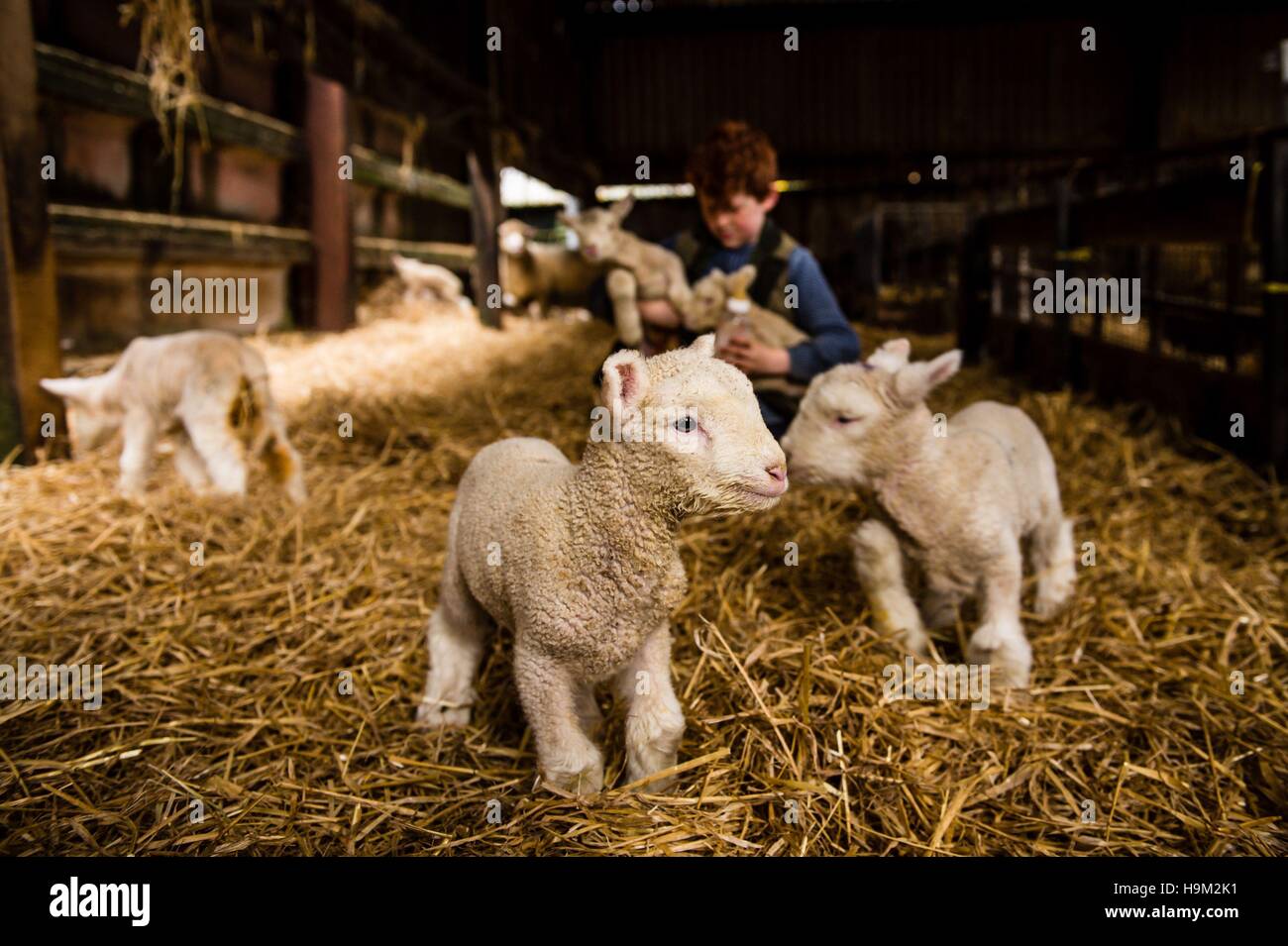 Los corderos del huérfano recién nacido lambing derramada en el Olde House, Capilla ambladura, Cornwall, donde suaves temperaturas permiten una segunda temporada de parición en noviembre y diciembre. Foto de stock