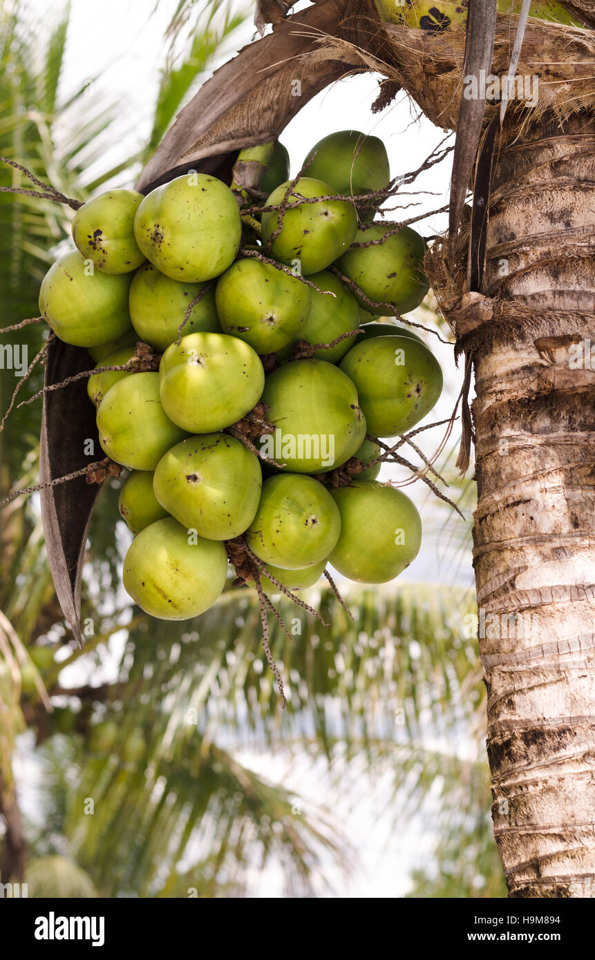 Clúster de coco (Cocos nucifera) un miembro de la familia Arecaceae