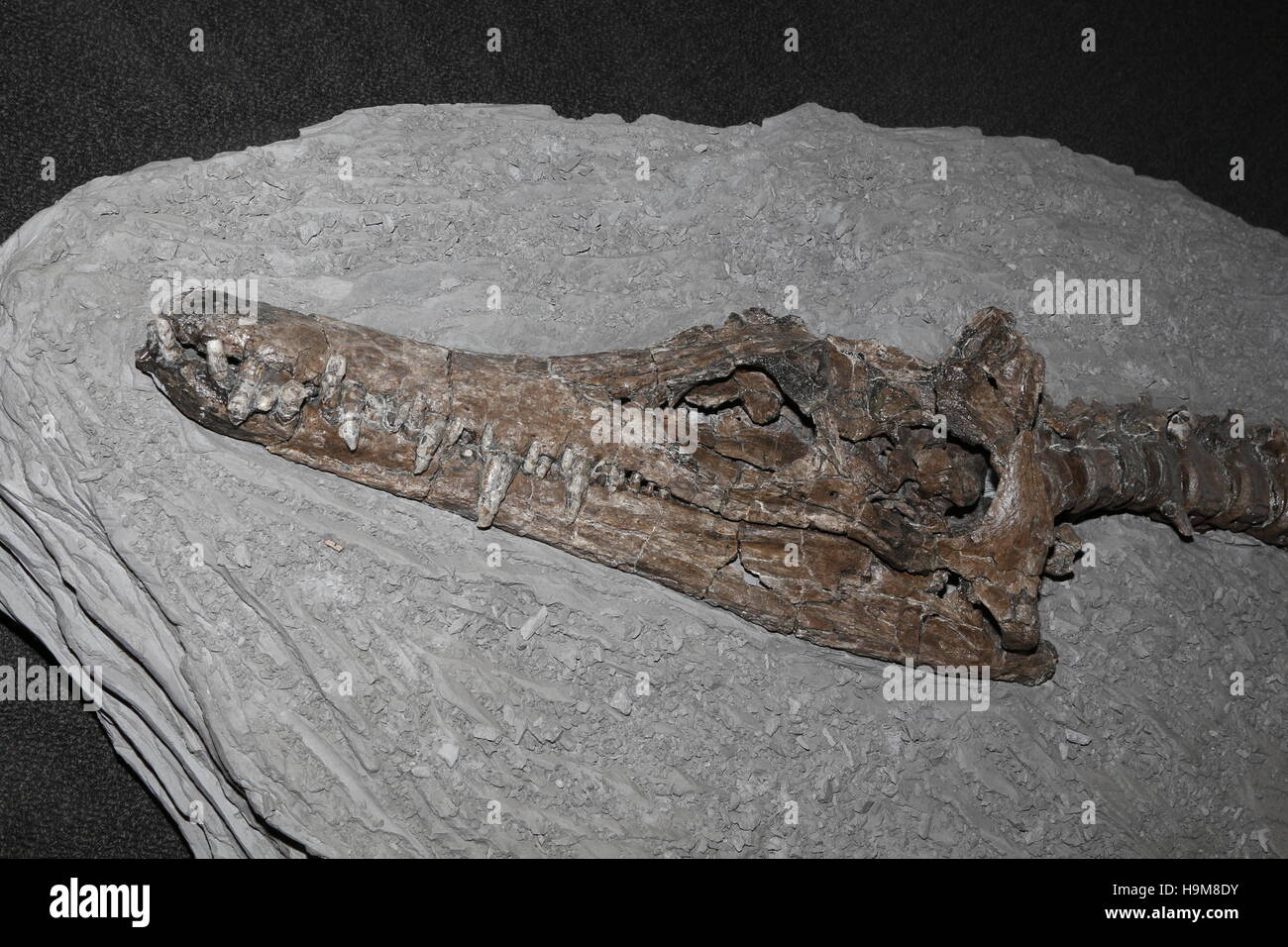 Fósiles de plesiosaurio, Edgarosaurus muddi, Foto de stock