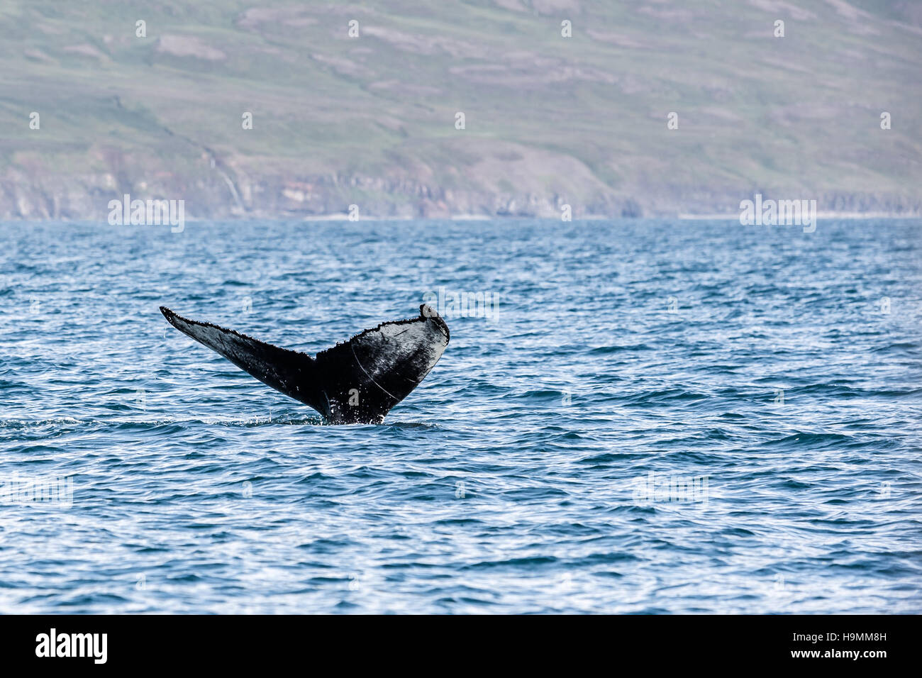 Avistamiento de ballenas, Islandia, la ballena jorobada, Megaptera novaeangliae, Hnufubakur, mar, playa, FIN, flipper Foto de stock
