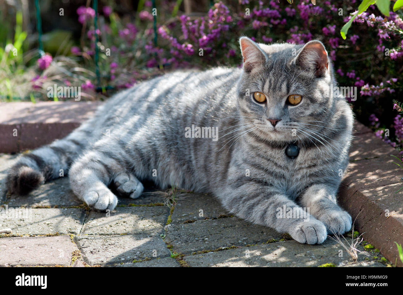 Pelo corto interno gato tumbado en la sombra en un jardín. Foto de stock