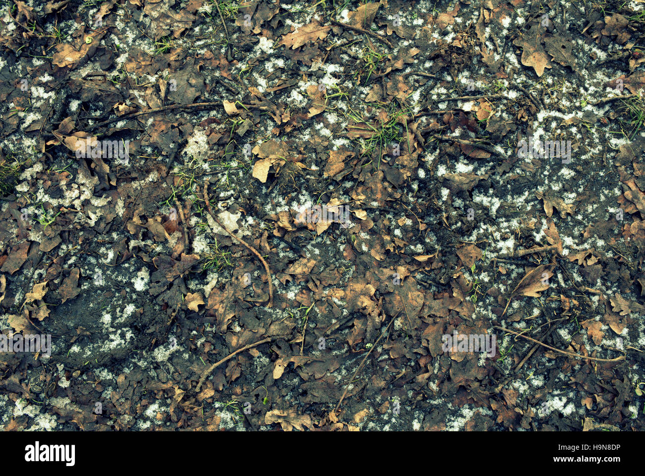 Resumen Antecedentes hoja hojas caídas en el suelo del bosque Foto de stock