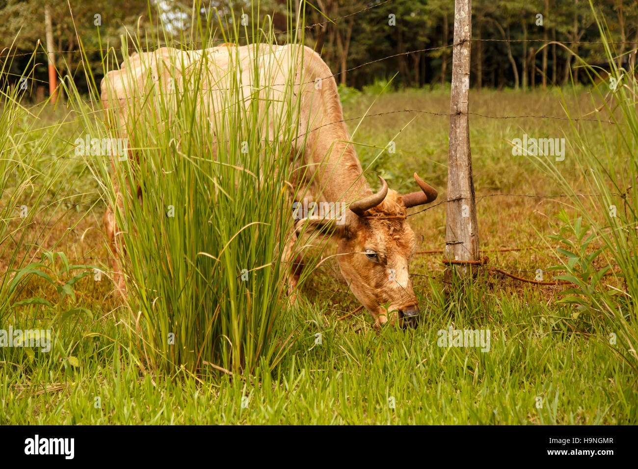 Alimentación de la vaca en un césped presentada en Argentina Foto de stock