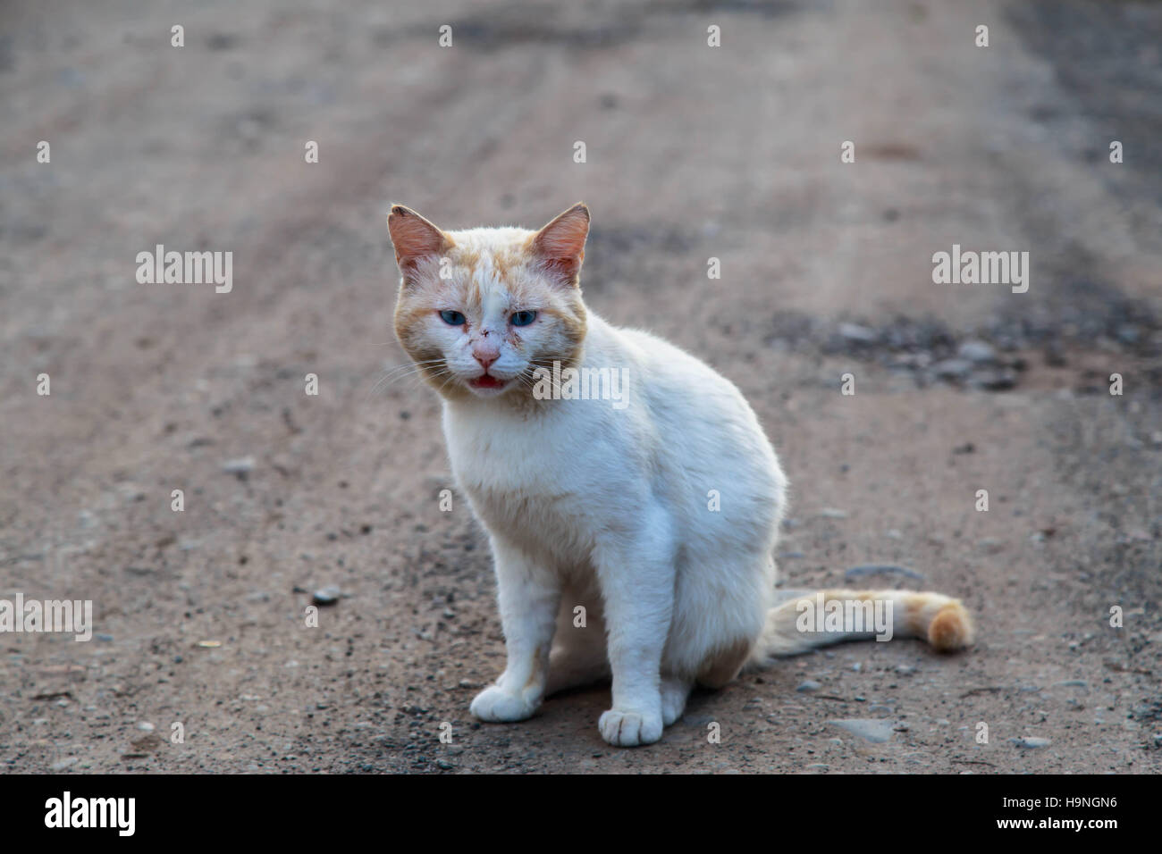 Un gato blanco en una carretera de pueblo Foto de stock