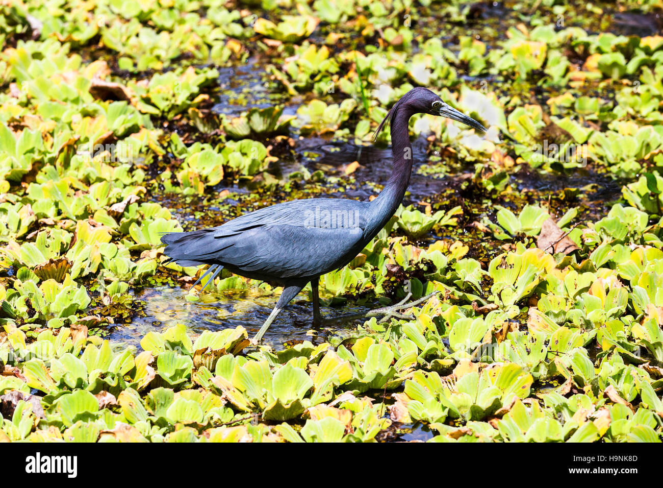 Little Blue Heron en el Audubon Corkscrew Swamp Sanctuary Foto de stock