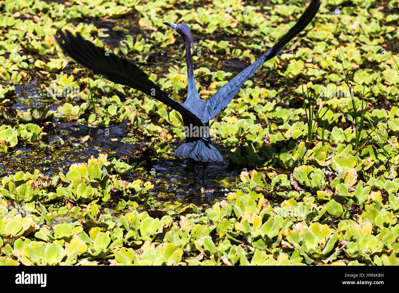 Little Blue Heron en el Audubon Corkscrew Swamp Sanctuary Foto de stock