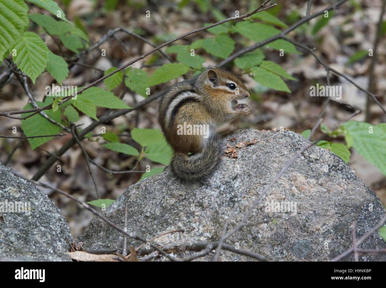 Chipmunk en New Hampshire en madera. La ardilla oriental tiene pelaje marrón-rojizo en su parte posterior y los laterales y piel blanca sobre su estómago. Foto de stock