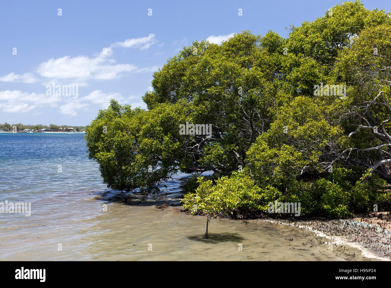 Los manglares son tolerantes a la sal arbustos o pequeños árboles, también llamado halophytes, que crecen en las zonas costeras de solución salina o agua salobre de la Australia tropical Foto de stock