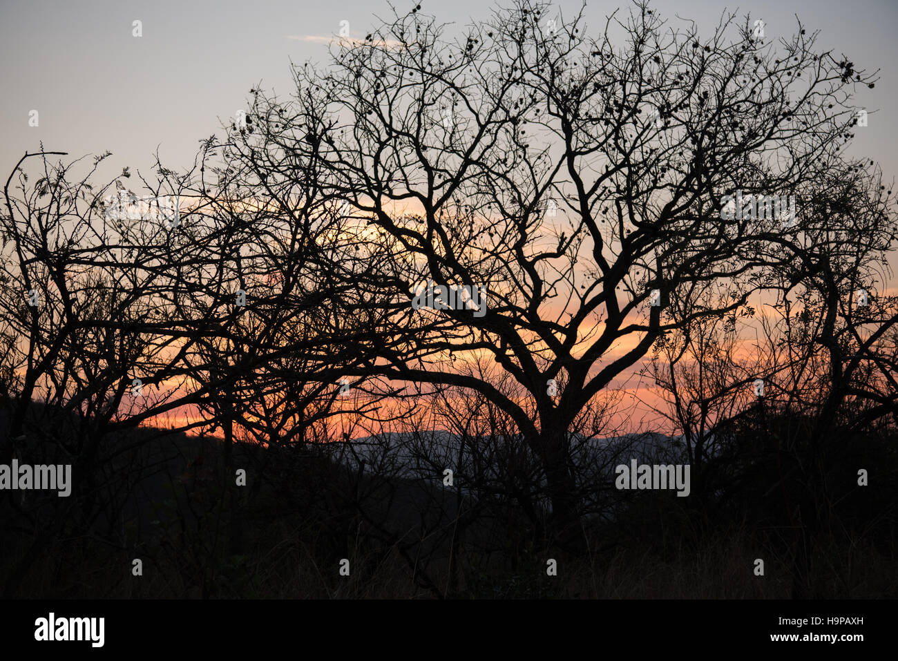 El paisaje de sabana arbolada un hermoso atardecer Foto de stock