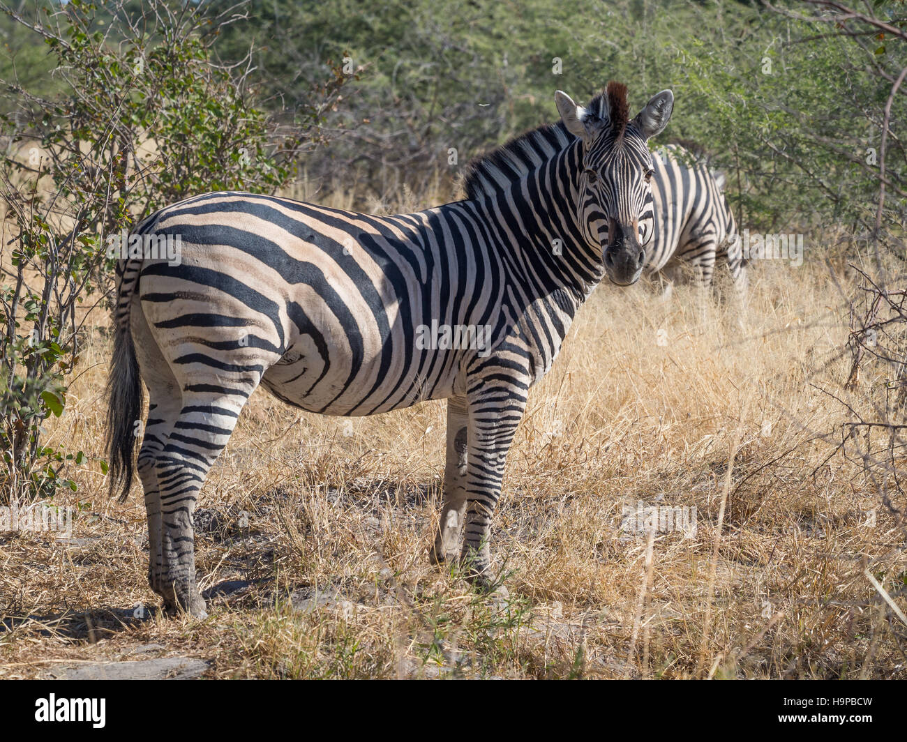 Grandes mirando hacia el fotógrafo de cebra de safari en el Parque Nacional de Moremi, en Botswana, África Foto de stock