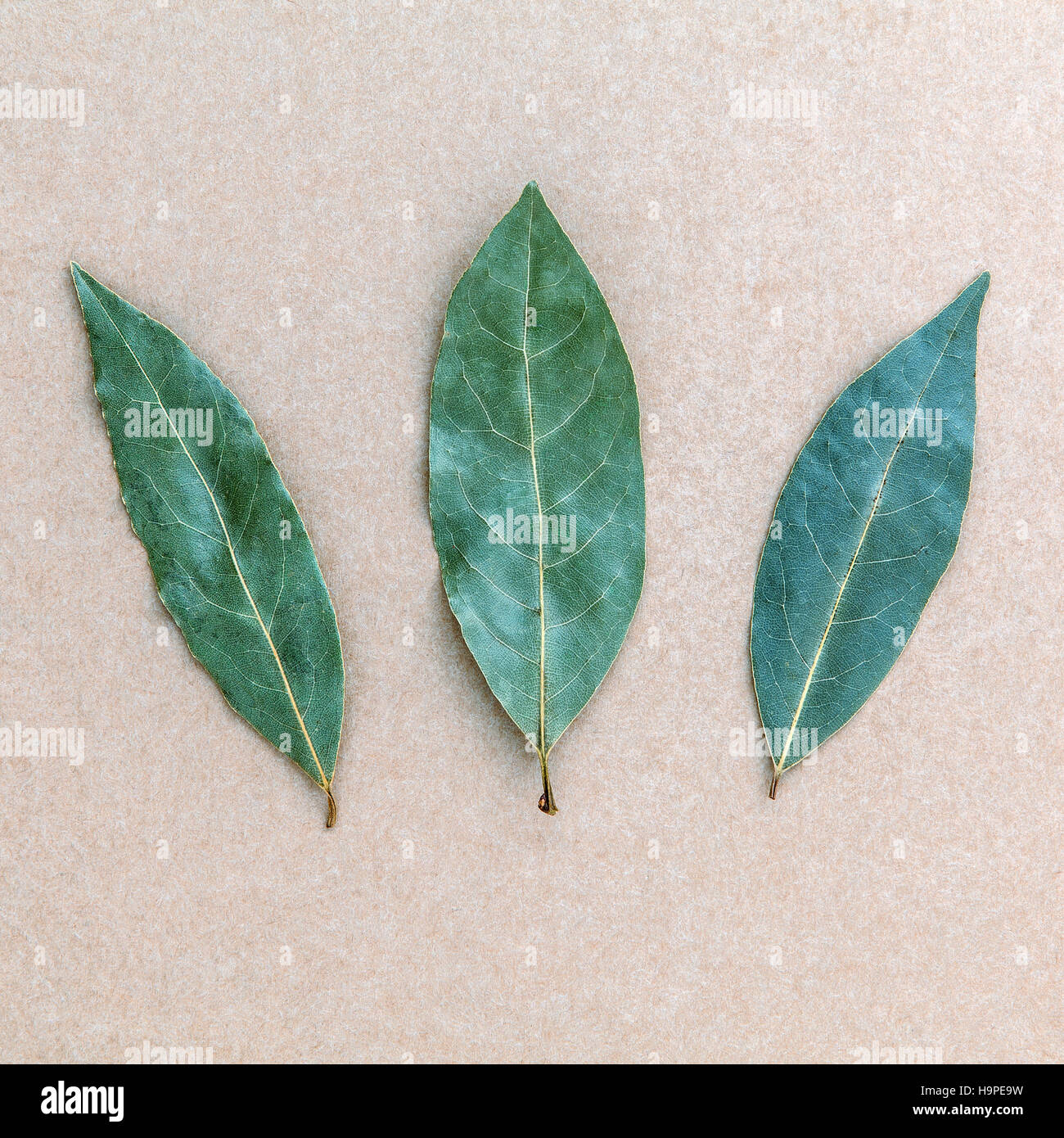 El laurel seco sobre el fondo marrón, 3 hojas de laurel de fondo