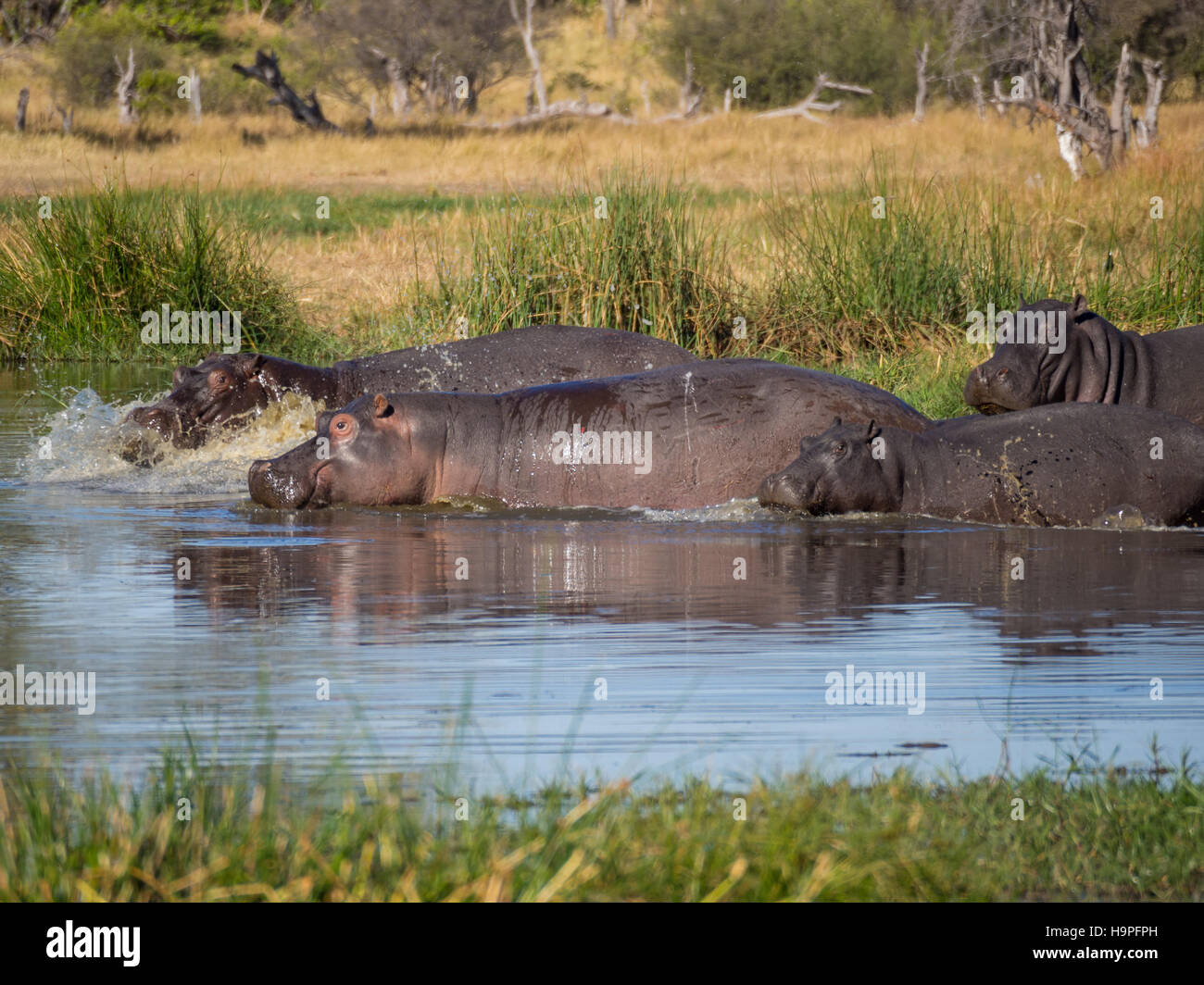 Grupo o familia de hipopótamos que huyen a río con agua las salpicaduras y pulverización, Safari en Moremi NP, Botswana, África Foto de stock