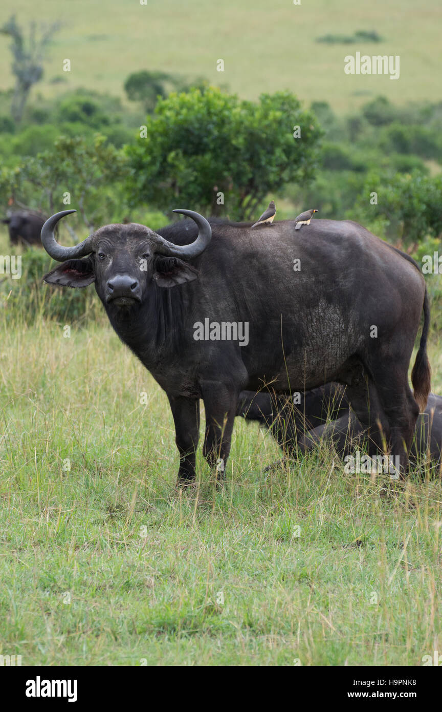 Unos búfalos de agua con dos oxpeckers, aves que comen las garrapatas