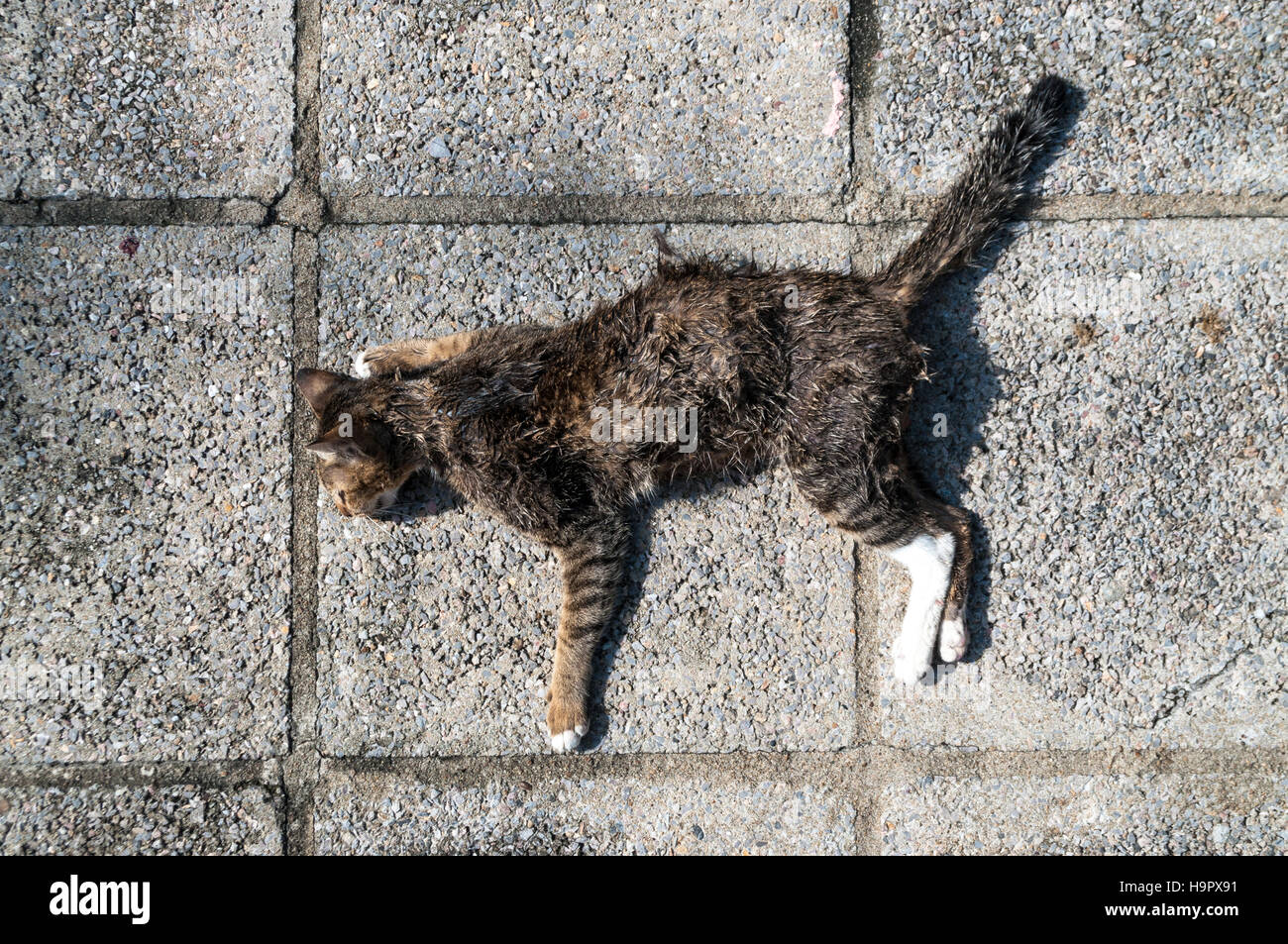 Gato muerto sobre la pasarela bajo la luz solar. Causa desconocida de la  muerte. no hay herida, no hay sangre Fotografía de stock - Alamy