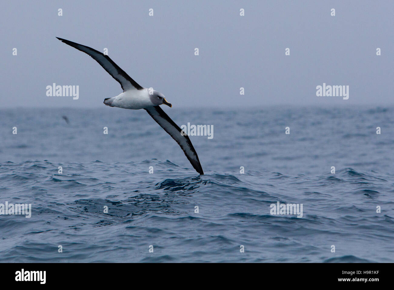 Albatros de cabeza gris que volaba bajo alrededor de Isla Georgia del Sur Foto de stock