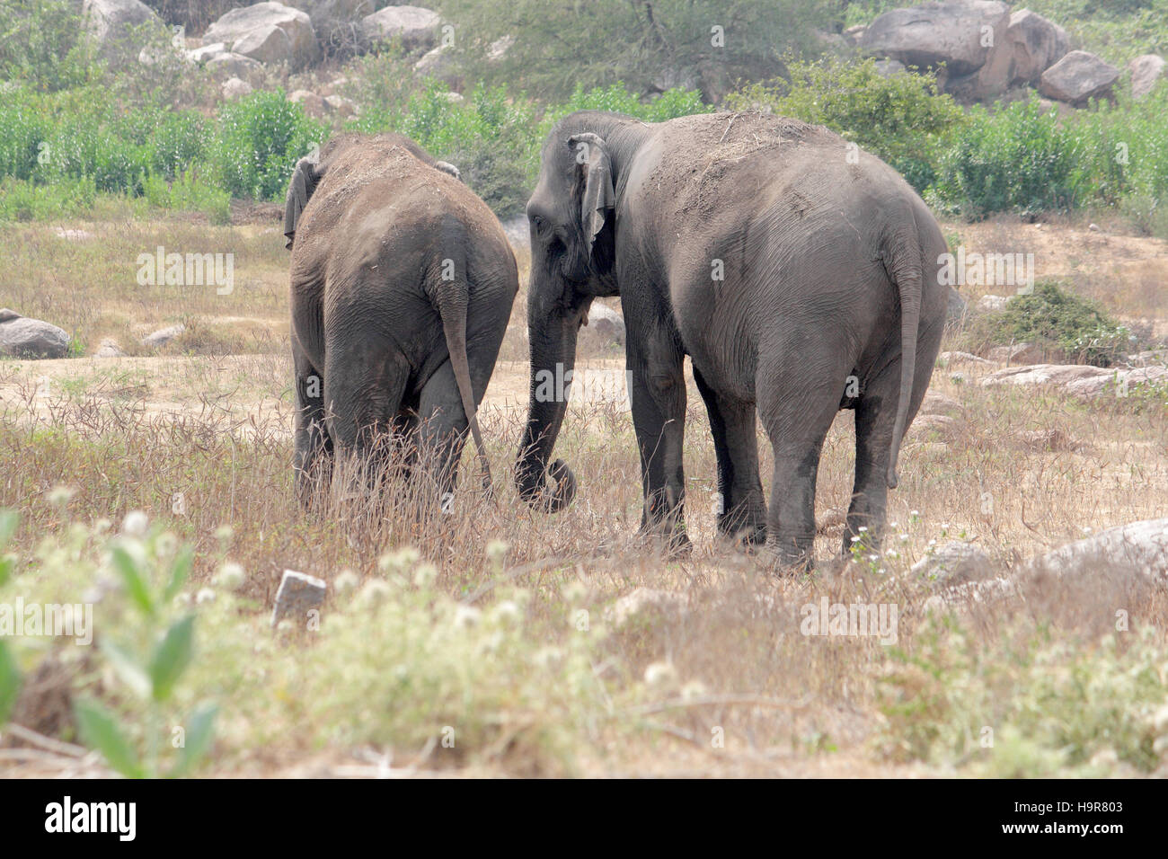 India, elefantes, Elephas maximus, en Hyderabad, Zoológico, Telangana, India Foto de stock