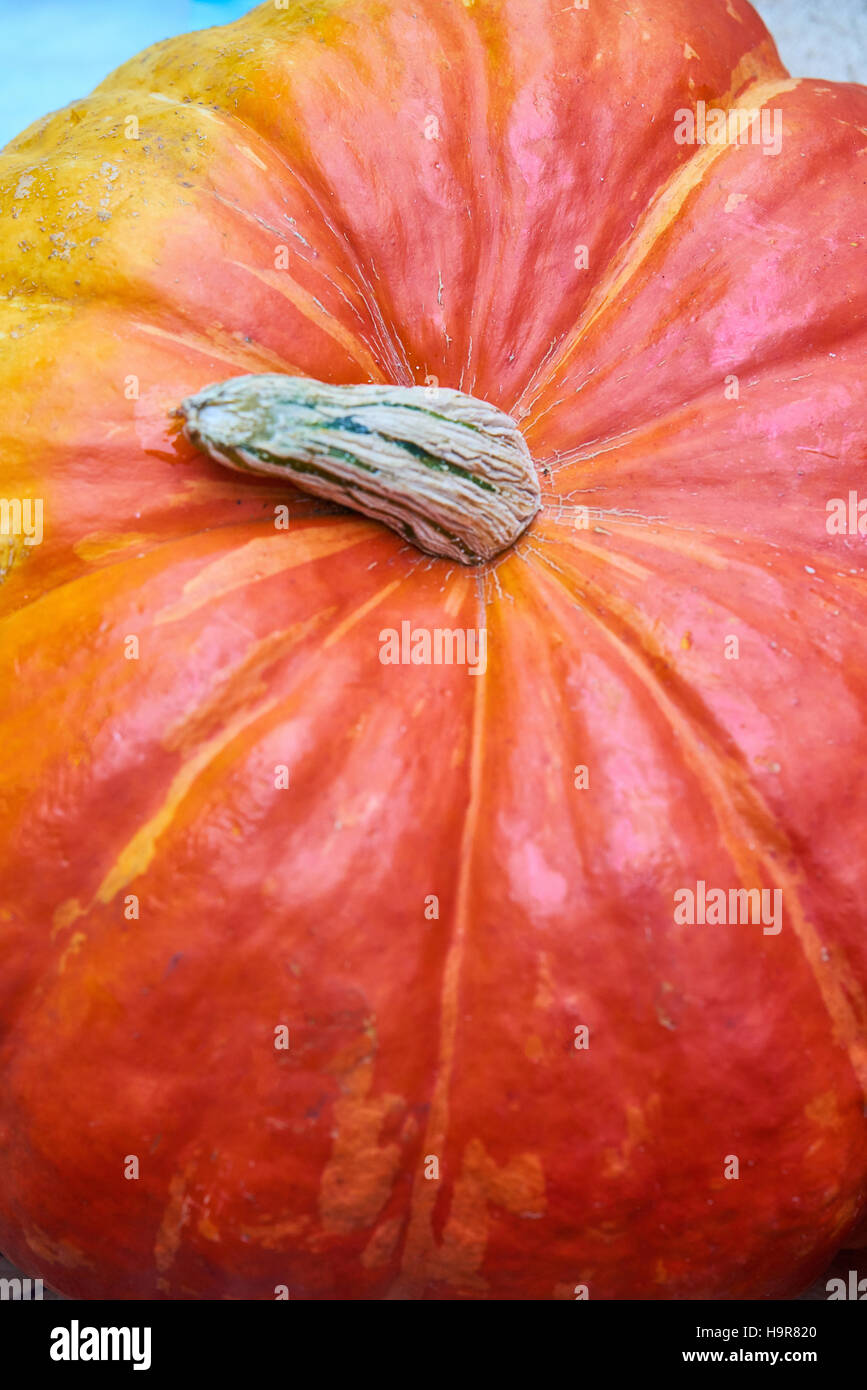 Fondo naranja calabaza. Enfoque selectivo Foto de stock