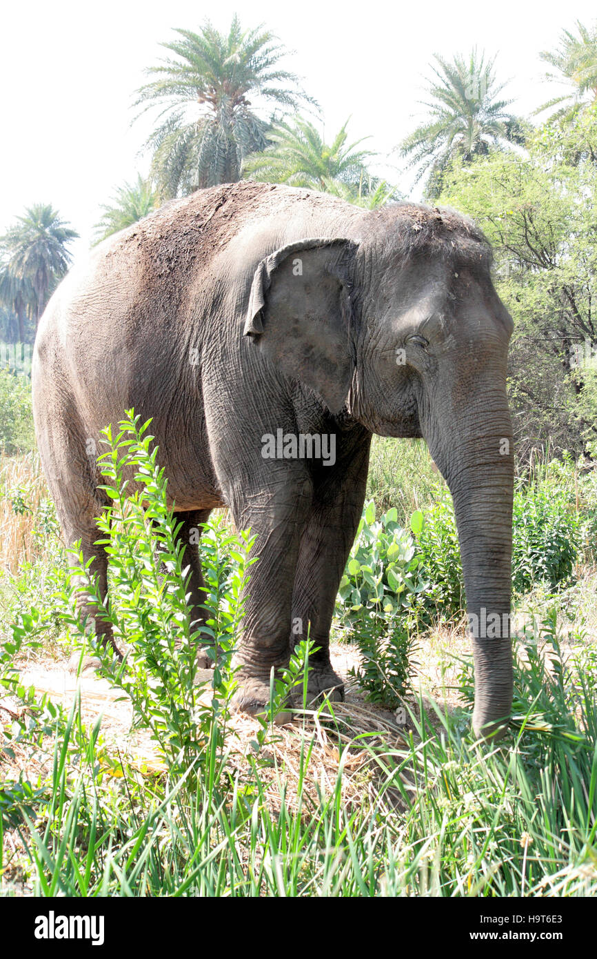 India, elefantes, Elephas maximus, en Hyderabad, Zoológico, Telangana, India Foto de stock