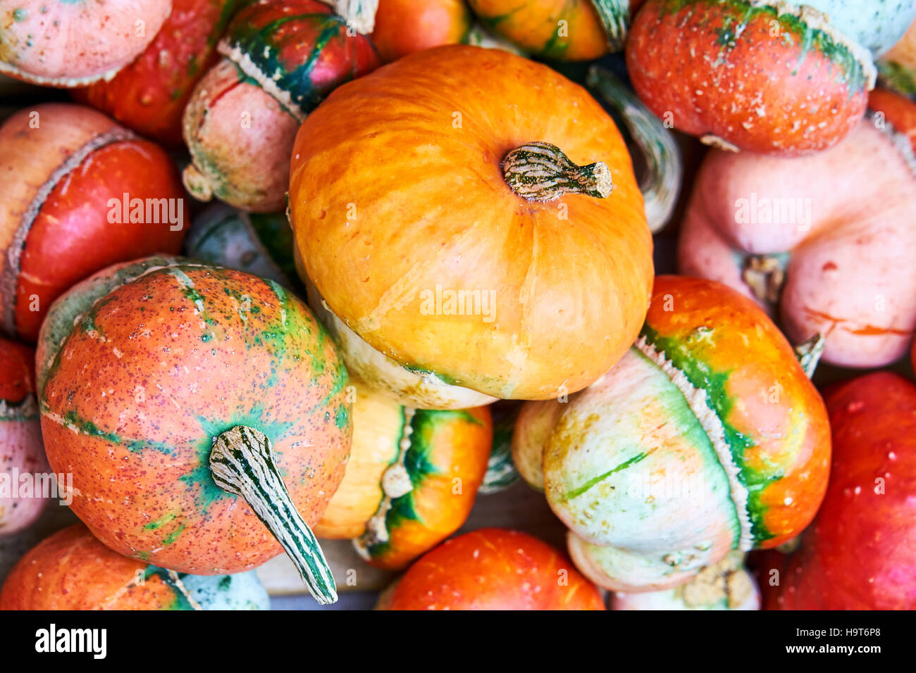 Poco decorativo fondo calabaza Foto de stock