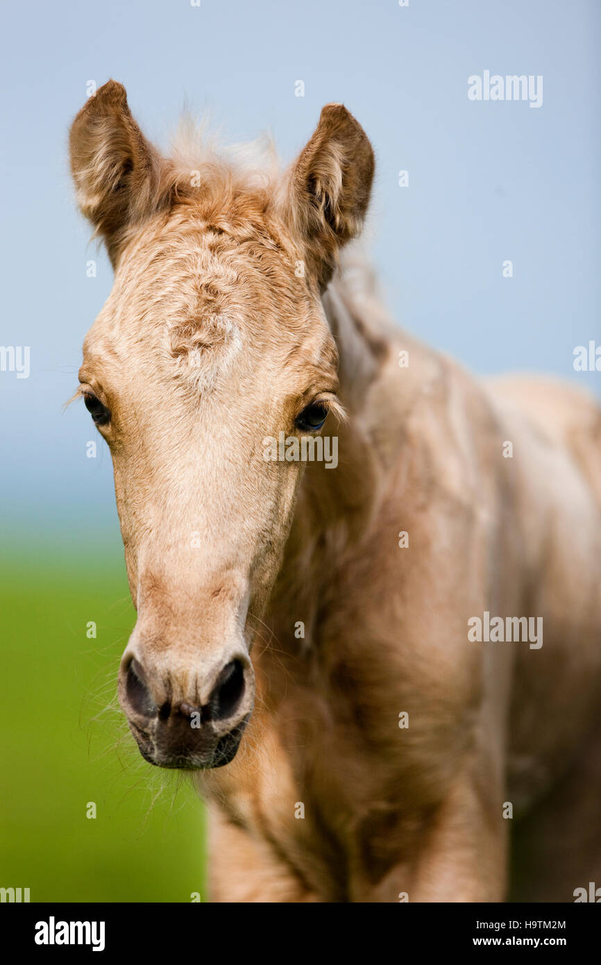 Morgan Horse potro Palomino, verde pradera, Tirol, Austria Foto de stock