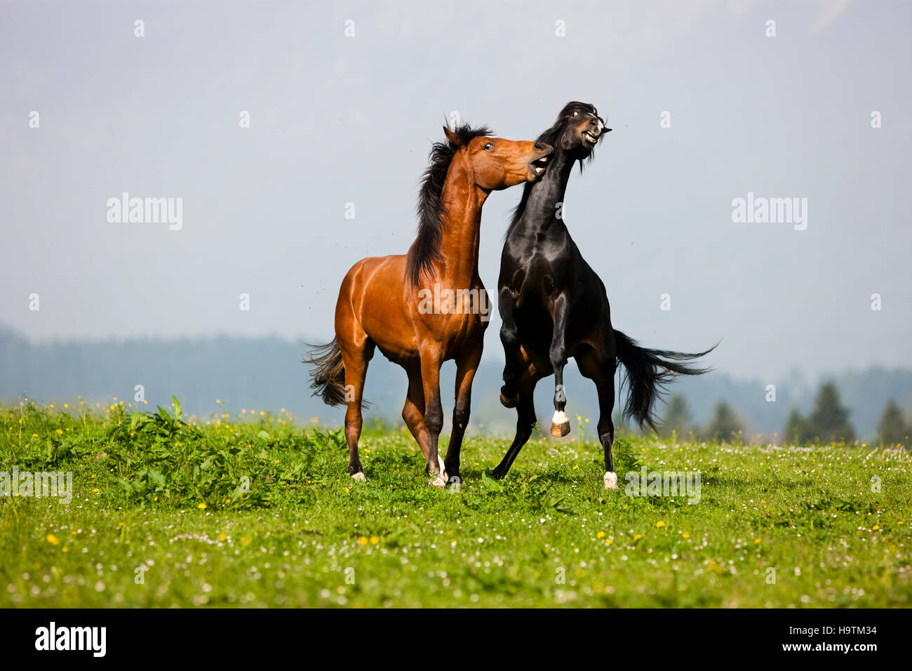 Morgan semental y Warmblood Stallion jugando, pradera, Austria Foto de stock