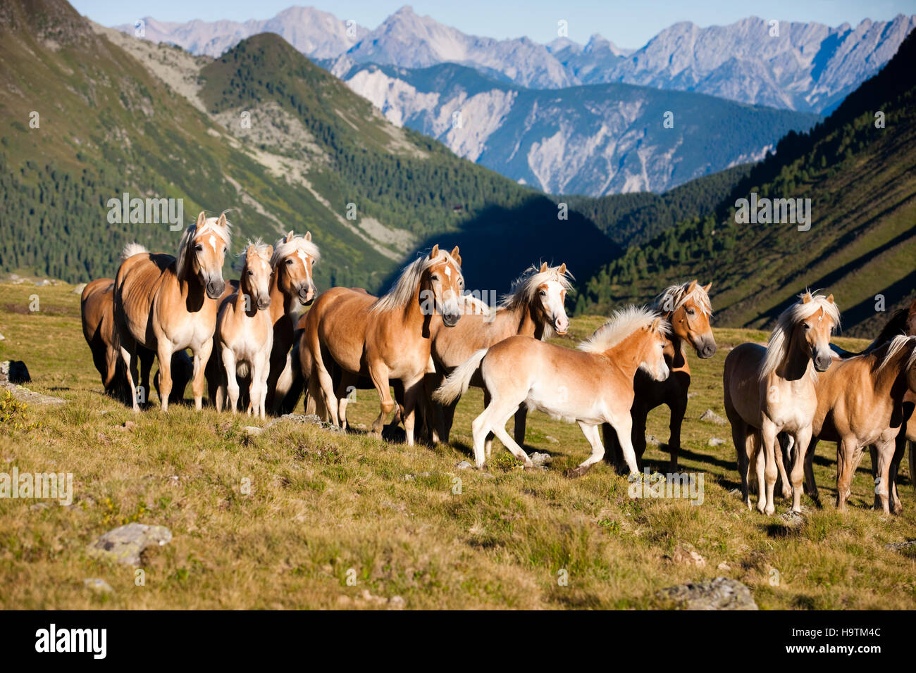 Dun Haflinger manada al trote, pastos, Kühtai, Tirol, Austria Foto de stock