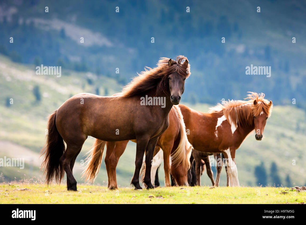 Hígado castaños y Alazanes Pinto islandés en una pastura, Kühtai, Tirol, Austria Foto de stock