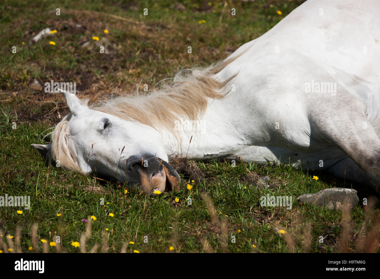 Dormir Connemara pony, Connemara, Irlanda Foto de stock