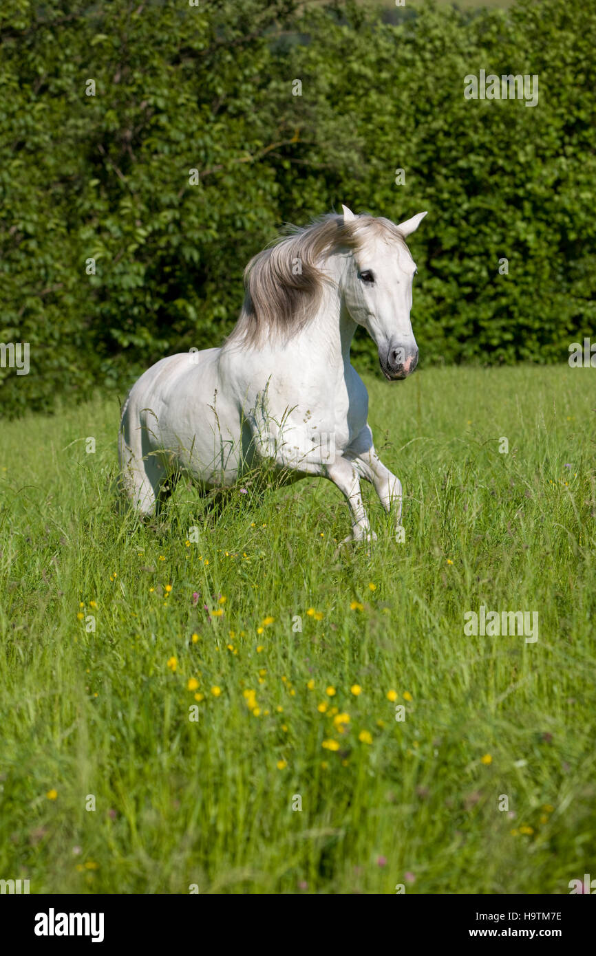 PRE, de Pura Raza Española, caballo andaluz, galope en el pasto alto, en el norte del Tirol, Austria Foto de stock