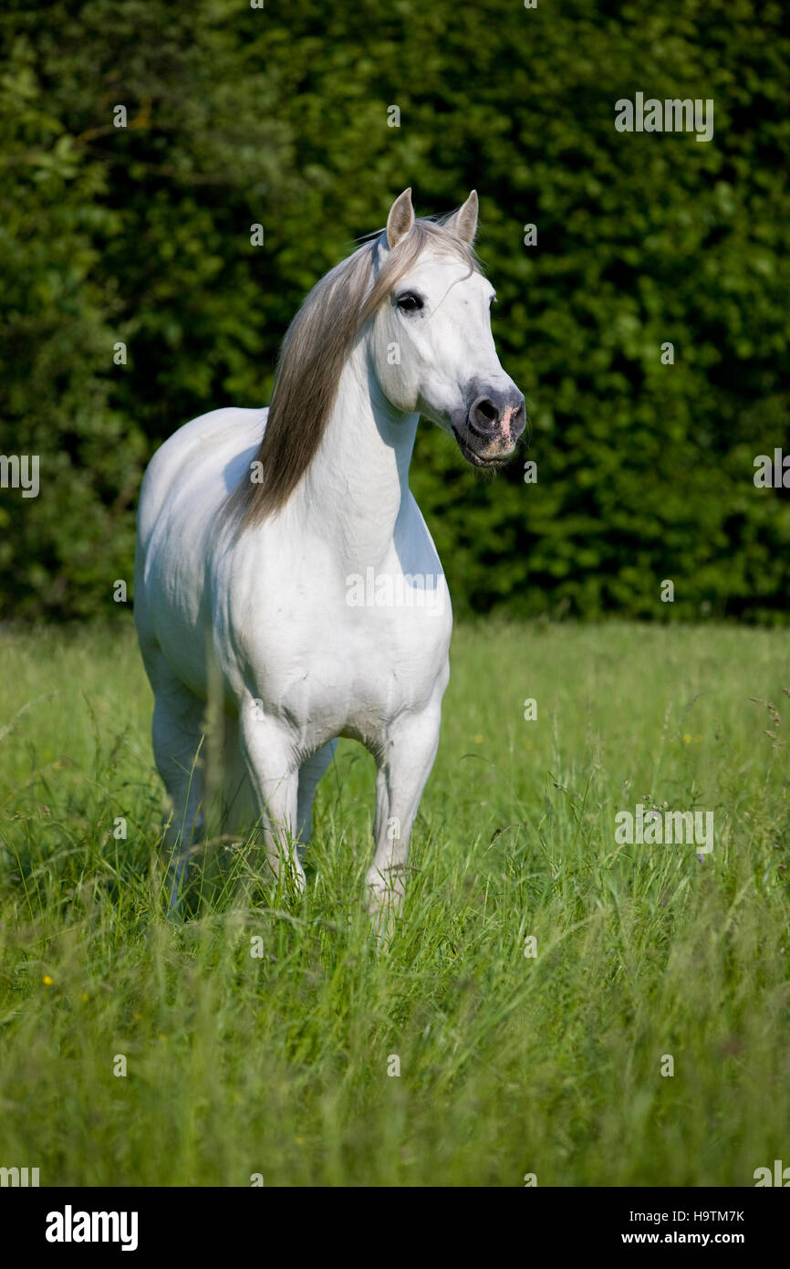 PRE, de Pura Raza Española, caballo andaluz, se encuentra en la hierba alta, en el norte del Tirol, Austria Foto de stock