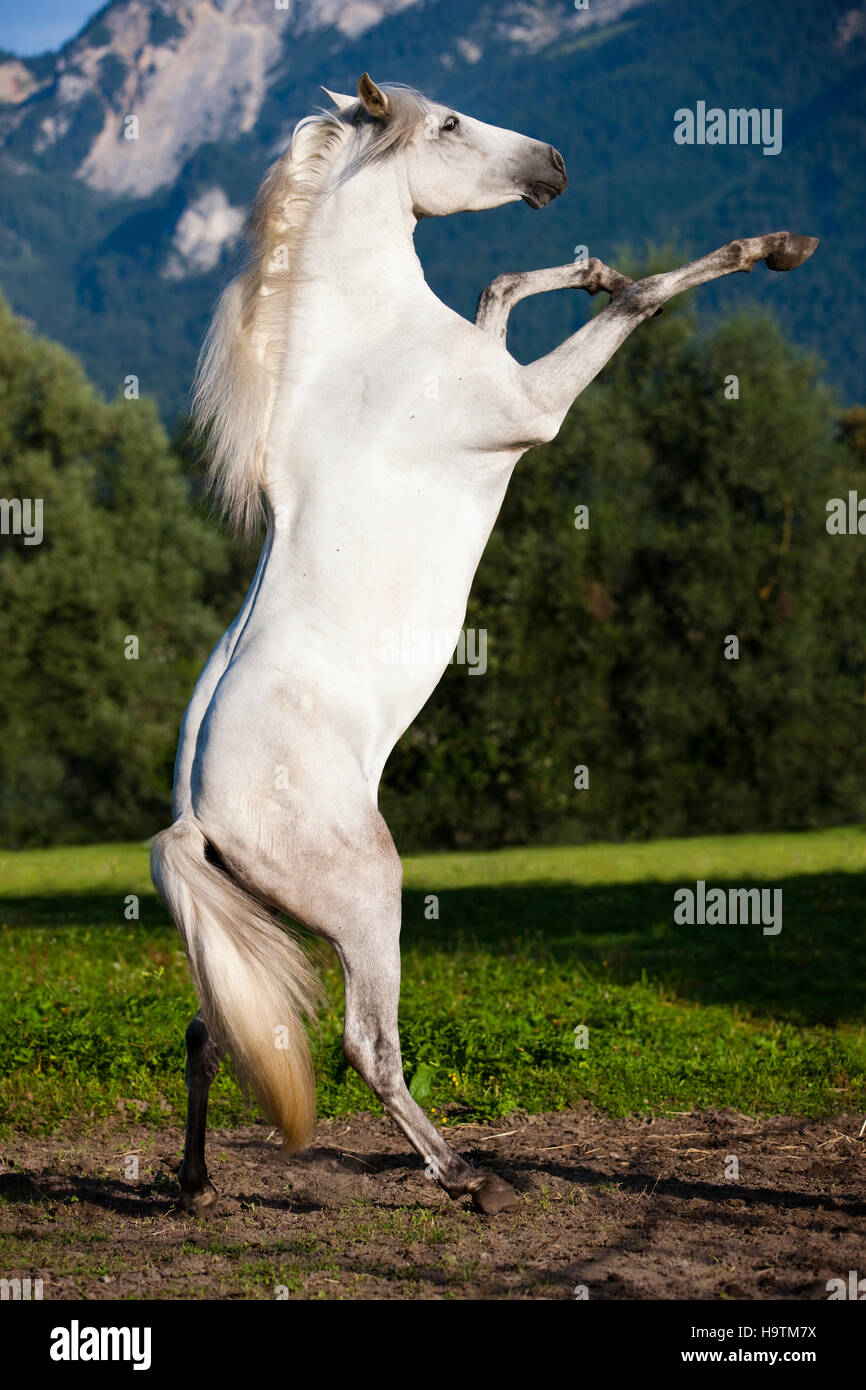 PRE, de Pura Raza Española, caballo andaluz, sube, el norte del Tirol, Austria Foto de stock