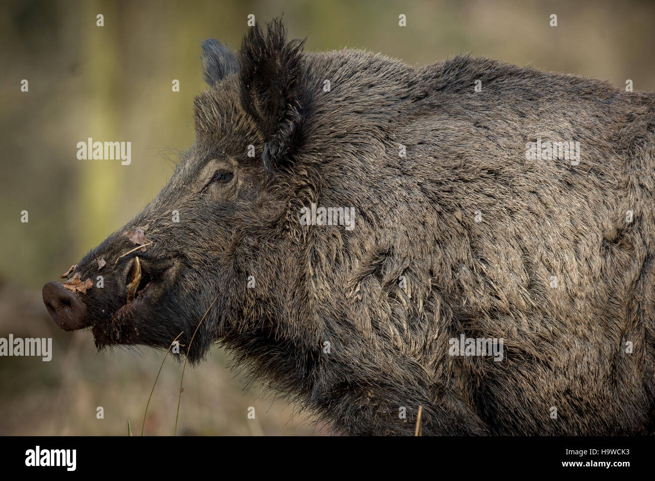 Jabalíes en el hábitat natural. República Checa. Fauna europea. Sus escroto. Foto de stock