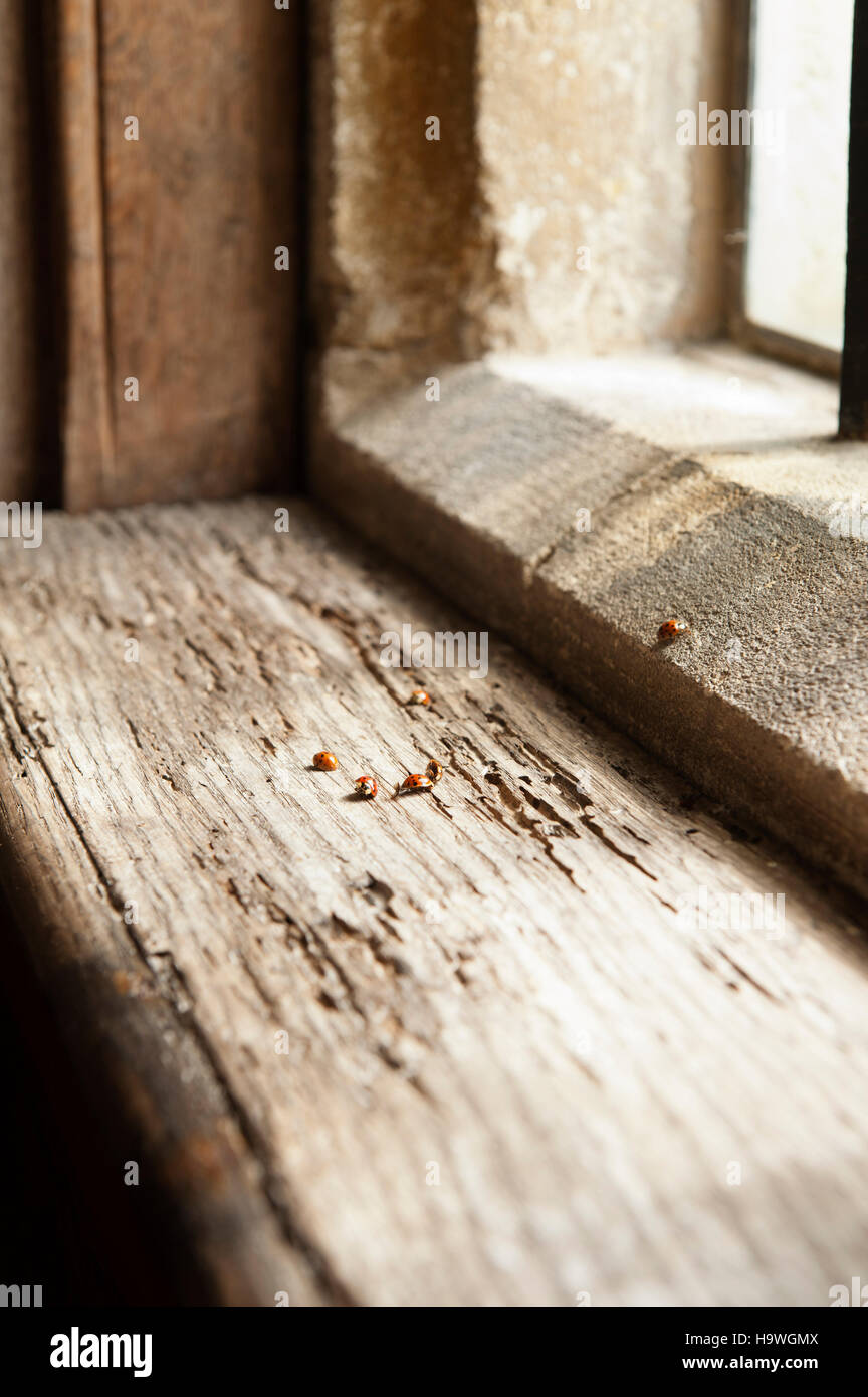 Signos de daños en un bastidor de madera de ventana en Avebury Manor, Wiltshire, Foto de stock