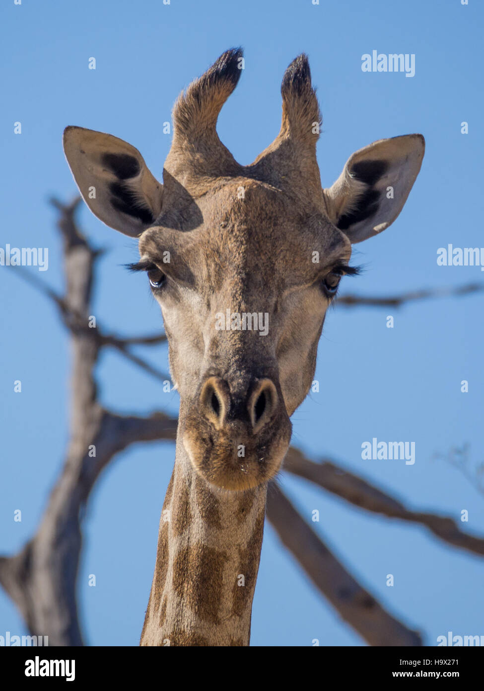 Retrato de jirafas curiosas loooking directamente en el visor, safari en Moremi NP, Botswana Foto de stock