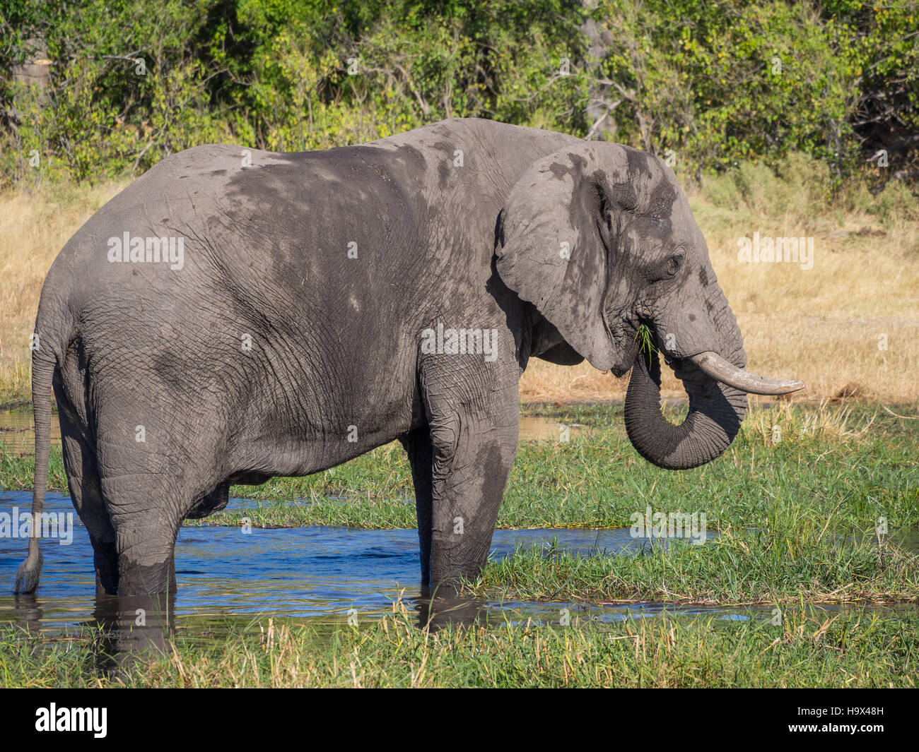 Enorme elefante toro bebiendo agua de río, safari en Moremi NP, Botswana, África. Foto de stock