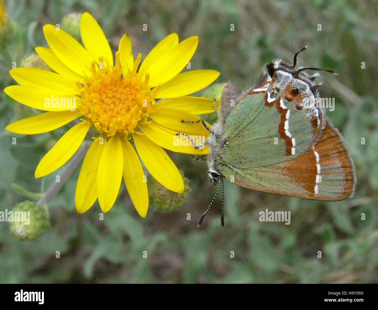 Juniper Hairstreak bandeliernps 4841363134 en Golden Aster Foto de stock