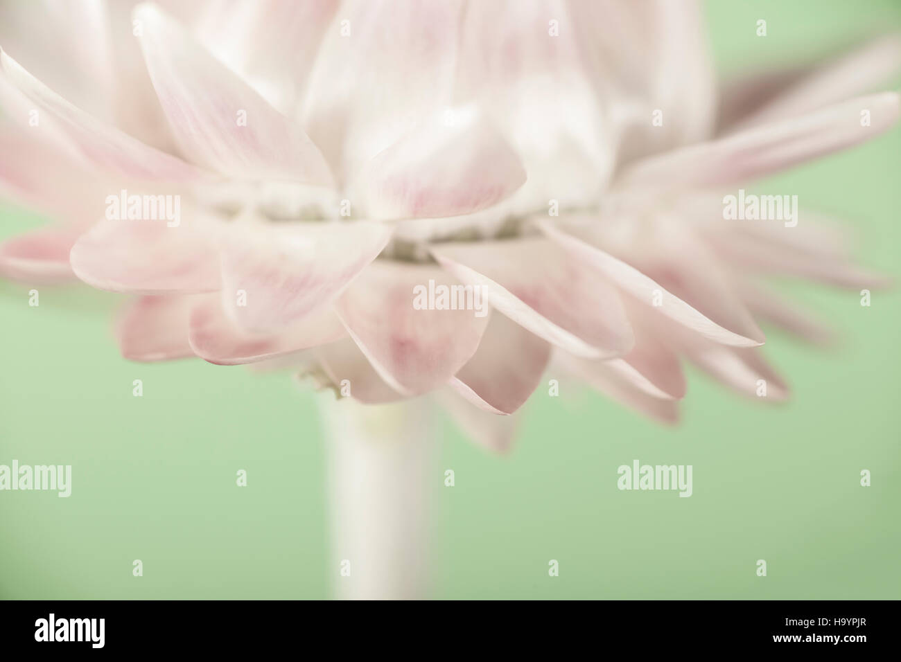 Retrato de flor de paja. Helichrysum. Foto de stock