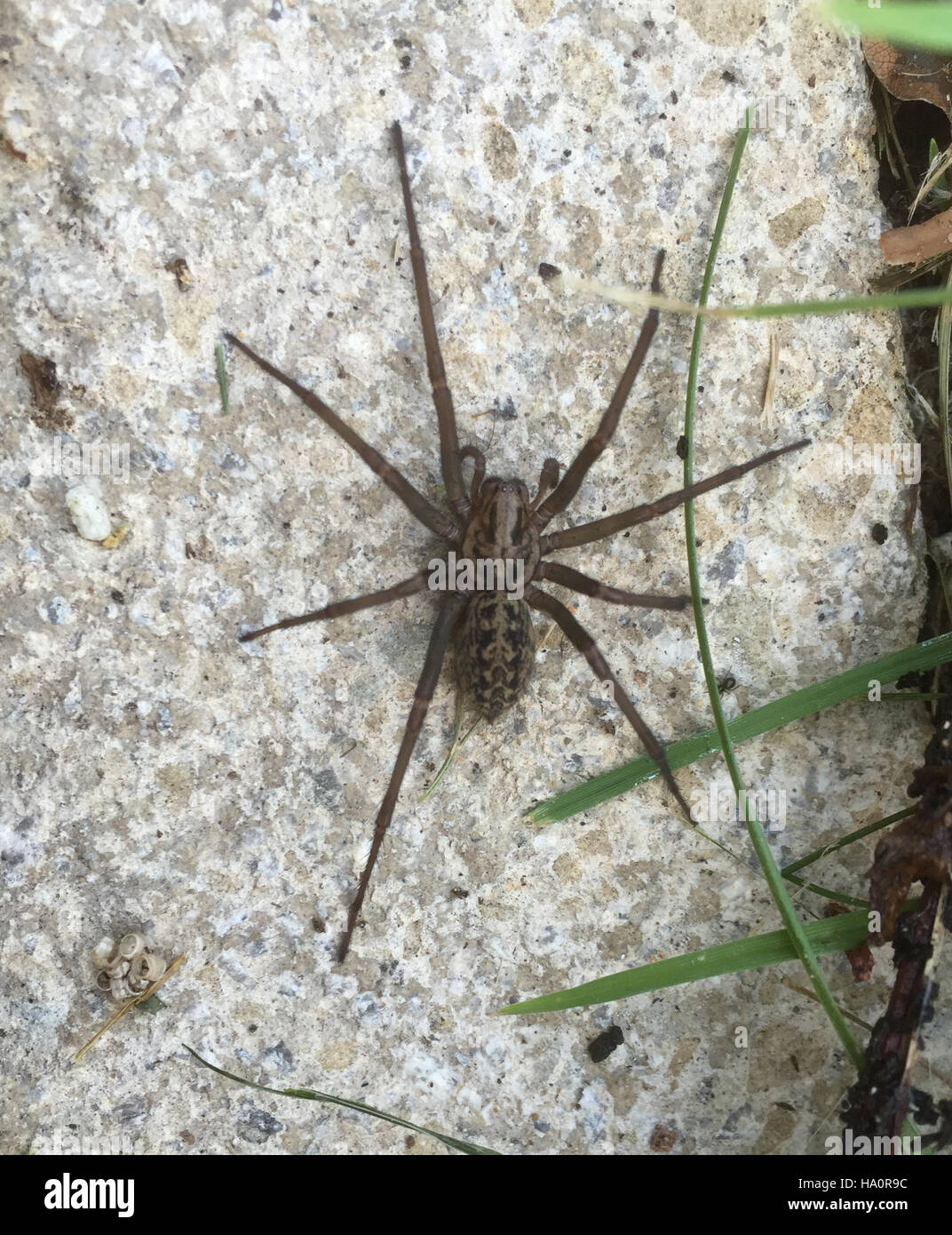 Casa araña (Tegenaria gigantea) masculino. Foto Tony Gale Foto de stock
