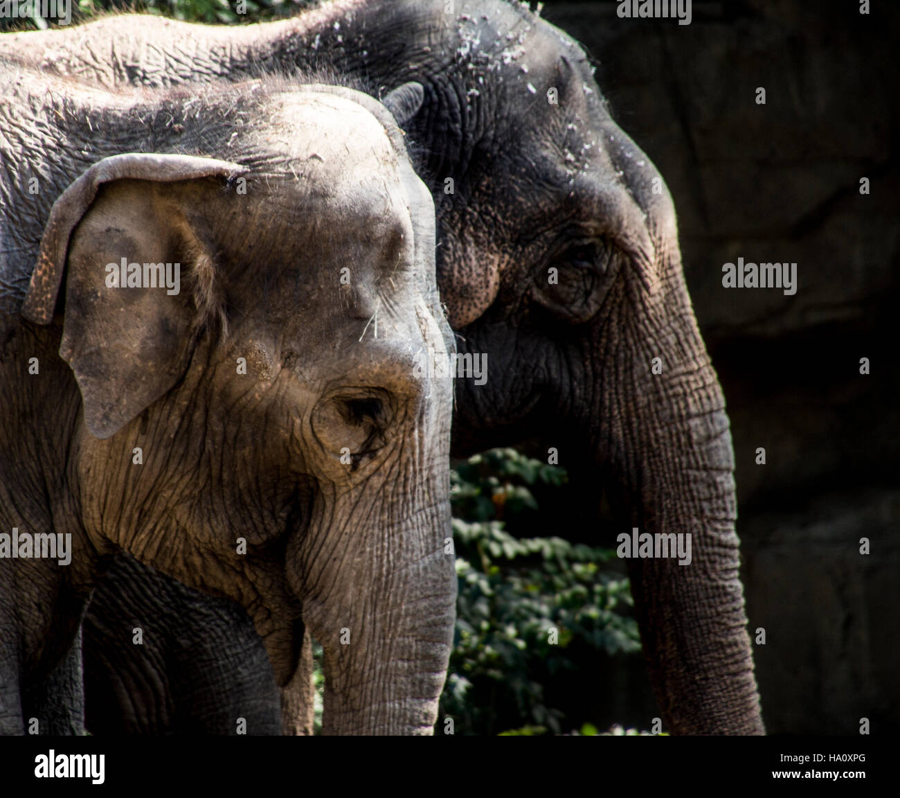 Dos Elefantes asiáticos en el zoológico de San Luis en Missouri Foto de stock