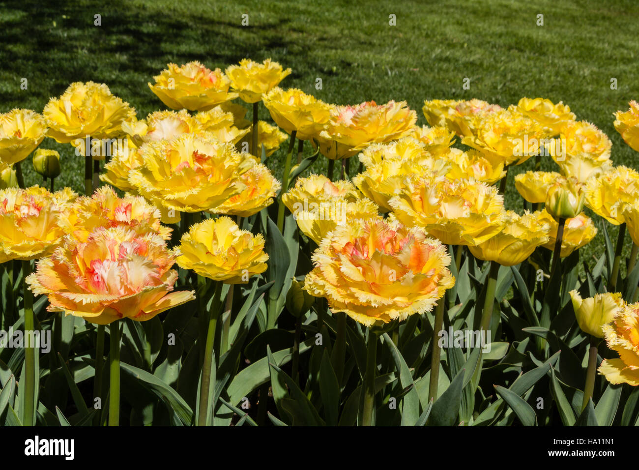 Tulip vaya con dios fotografías e imágenes de alta resolución Alamy