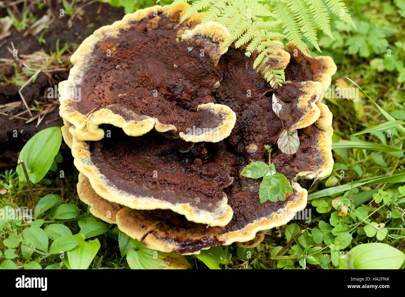 Gran incomible hongo (Phaeolus schweinitzii) en bosques Foto de stock