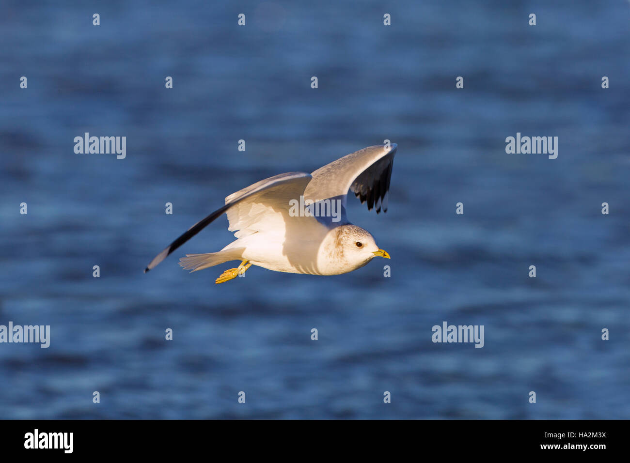 Gaviota común Larus canus en vuelo sobre la costa de Norfolk invierno creek Foto de stock