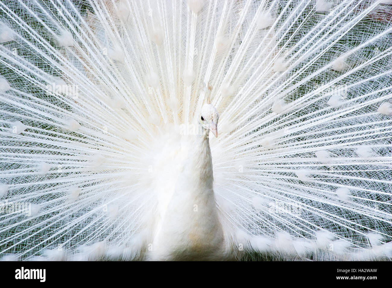 Un indio Leucistic Peacock mostrando brillante plumaje blanco en una pantalla de apareamiento. Reserva Peafowl en la provincia de Yunnan, China. Foto de stock