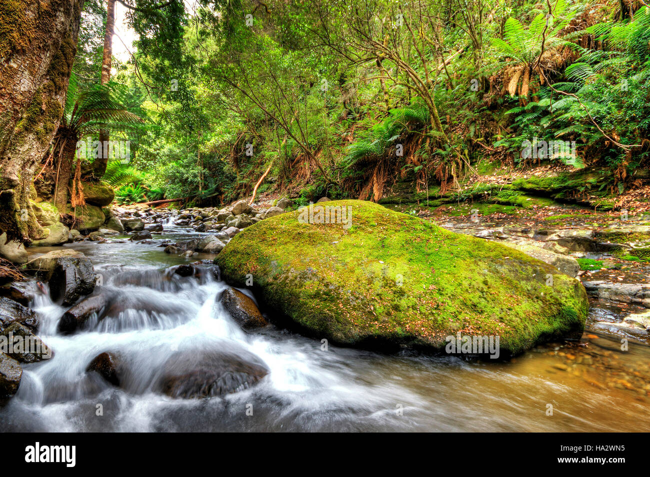 Creek en el río Liffey, Midlands, Tasmania, Australia Foto de stock