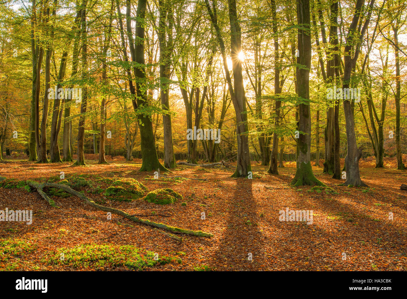 Nuevo bosque en otoño, Hampshire, Inglaterra, Reino Unido. Foto de stock