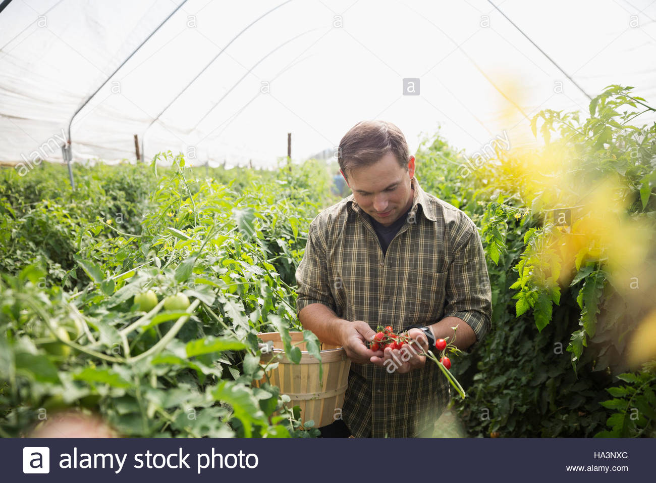 Hombre cosechando e inspeccionando los tomates en invernadero Foto de stock