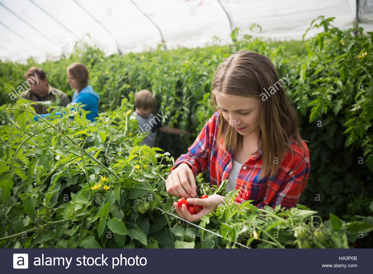 Niña recogiendo tomates en invernadero Foto de stock