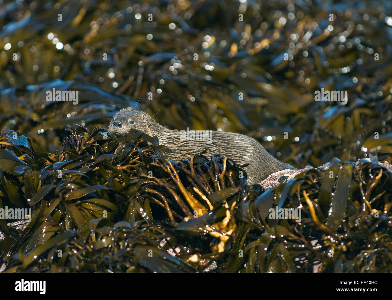 Caza en algas Nutria marina (Lontra felina) En Peligro de Extinción, Isla de Chiloé, Chile : pequeño mamífero marino en la tierra Foto de stock